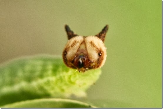 超萌！有Hello Kitty明星臉的毛毛蟲：suiis素易