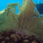 Big gorgonian @ Klein Bonaire (Keepsake)