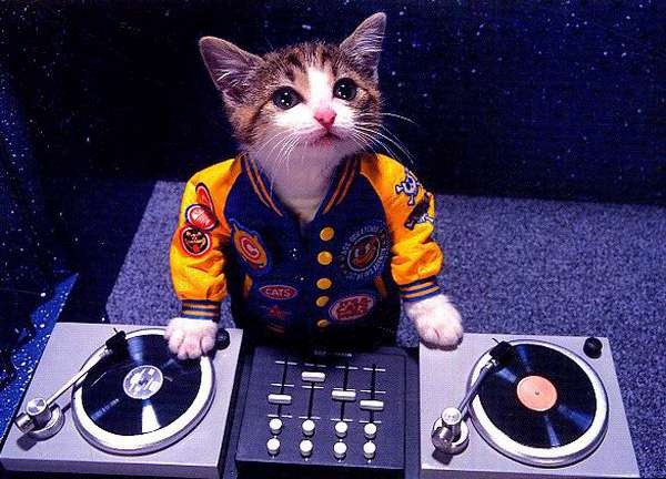 [Party-cat7.jpg]