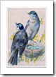 Birds-BlueEggs-vintageimage-Graphics-Fairy
