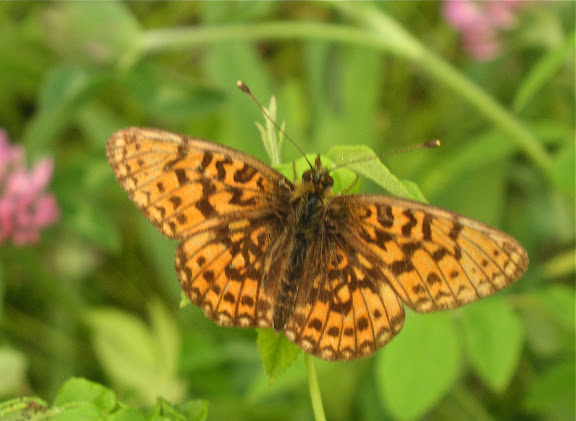 Boloria (Clossiana) selenis sibirica ERSCHOFF, 1870. Narichnyi (Primorskij Kraj, Oussouri), 22 juin 2011. Photo : Jean Michel