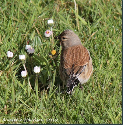 Linnet