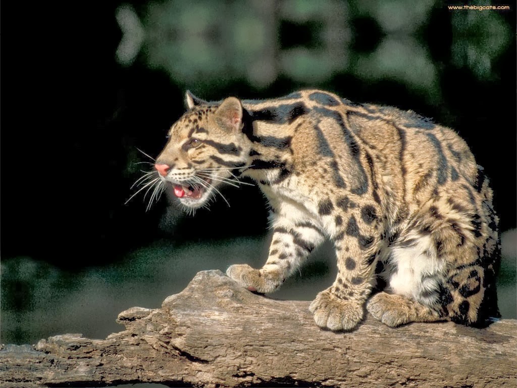 [Amazing%2520Animal%2520Pictures%2520Clouded%2520Leopard%2520%25289%2529%255B3%255D.jpg]