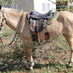 2EncontrodeMuladeiros-421.JPG