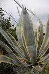 It's a giant agave plant!  Martha told me that they make tequila out of agave.  This plant is so big, maybe we should go into the business - but what do you use tequila for, anyway?