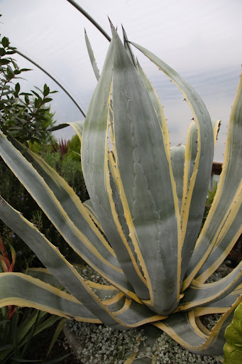 It's a giant agave plant!  Martha told me that they make tequila out of agave.  This plant is so big, maybe we should go into the business - but what do you use tequila for, anyway?