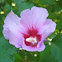Rosa de Siria o Altea. Rose of Althea