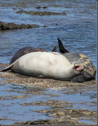 Elephant seal - tony