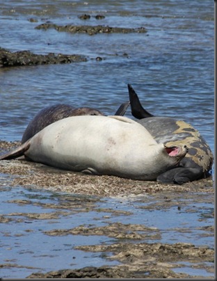 Elephant seal - tony Elephant seal - tony