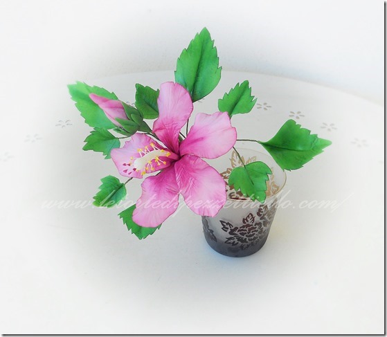 hibiscus hibiscus