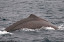 Arching for its dive