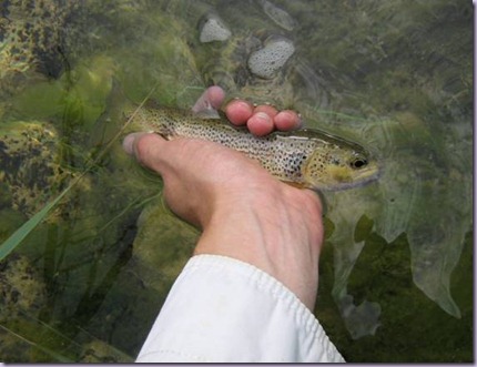 clip_image050 clip_image050