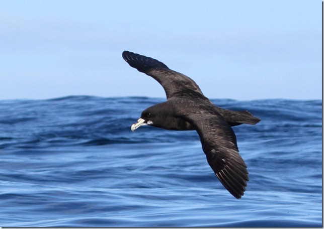 white-chinned_petrel1 white-chinned_petrel1
