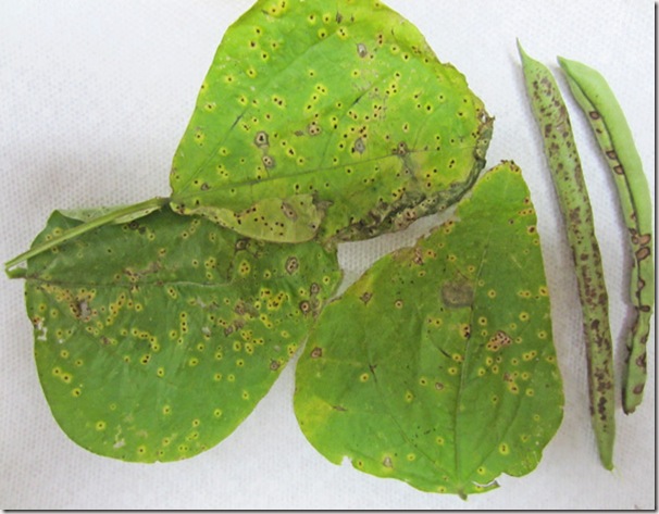 Samples of Halo Blight on leaves and fruit
