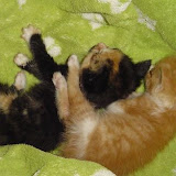 Tess and Tink, abandoned orphans.