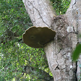 Elephant ear - a type of fungus.  Literally the size of an elephant's ear.