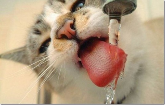 viral-picdump-pics-64a01d