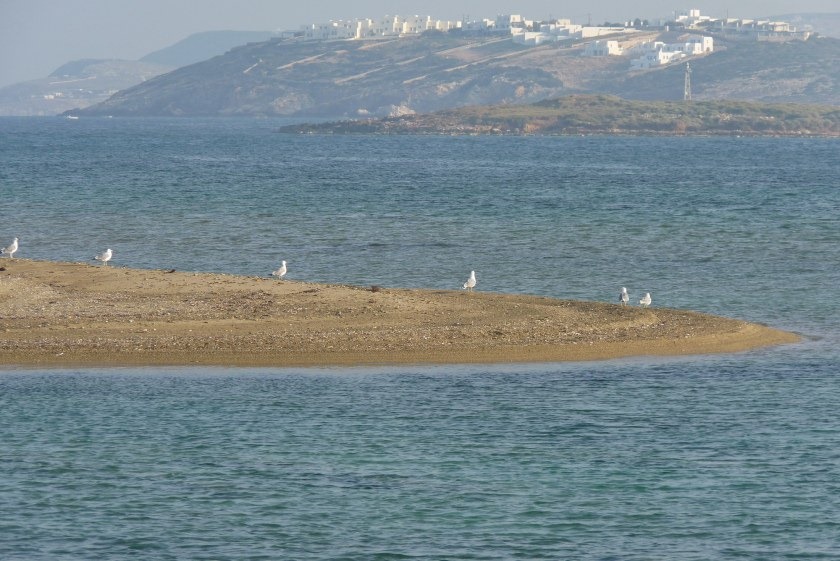 [seagulls%255B8%255D.jpg]