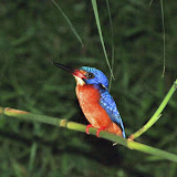 Blue eared kingfisher Kinabatangan river