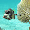 Smooth trunkfish