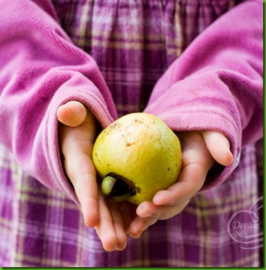 Cas Guava 1 Cas Guava 1