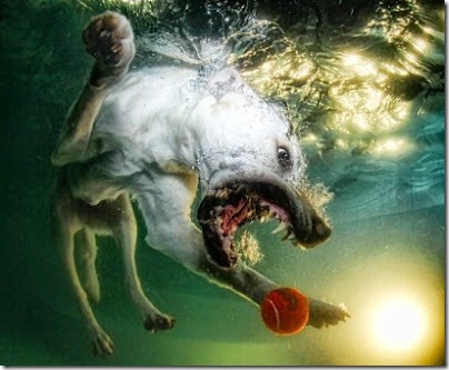 perros bajo el agua (6)
