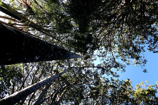 [Kauri%2520forest%2520canopy%255B3%255D.jpg]