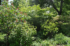 Azalea and Rhododendron