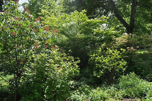 Azalea and Rhododendron