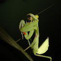 Praying mantis