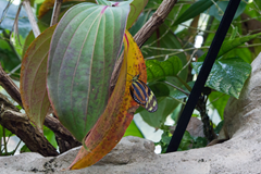 Cockrell Butterfly Center 8