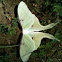 Luna moth