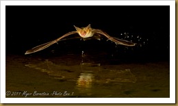 x Pallid Bat_ROT4753 NIKON D3S September 16, 2011 x Pallid Bat_ROT4753 NIKON D3S September 16, 2011