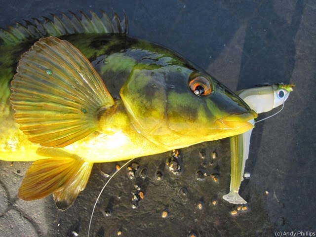 [IMG_1730%255B8%255D.jpg]