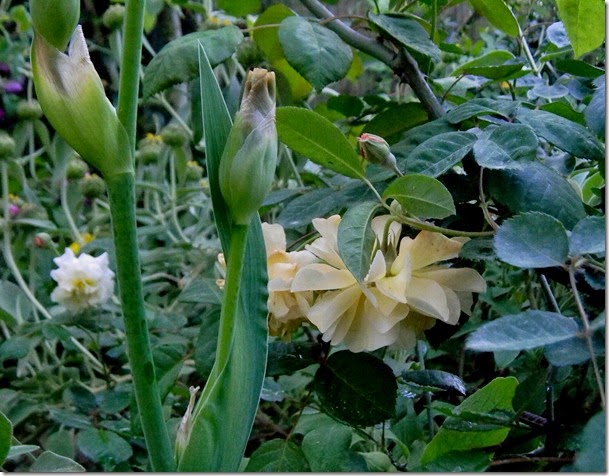 DSCN2078 DSCN2078