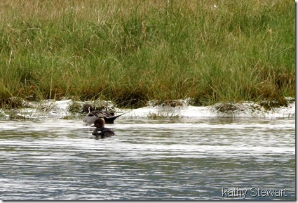 A Pintail out there too!