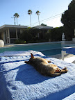 Sunning poolside and sipping a fancy umbrella drink are pleasures not limited to human vacationers.