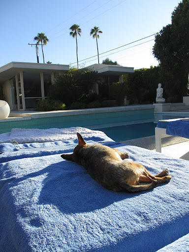 Sunning poolside and sipping a fancy umbrella drink are pleasures not limited to human vacationers.