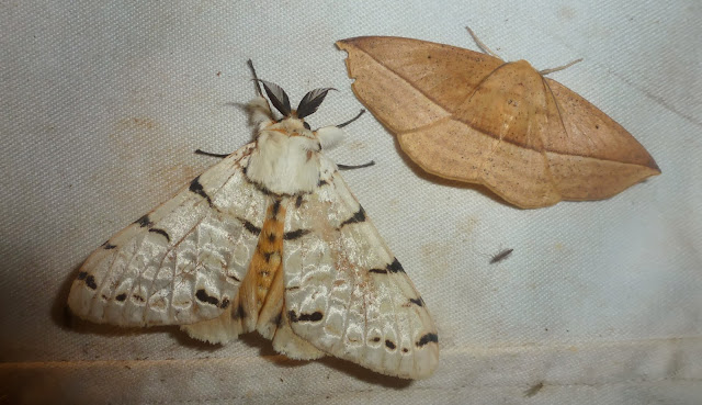 À gauche : Lymantriidae : Lymantica velutina (MABILLE, 1879), endémique. À droite : non identifié. Saha Forest Camp, Anjozorobe (Madagascar). 2 janvier 2014. Photo : T. Laugier
