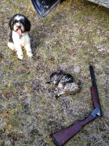 gilbert and grouse.jpg Gilbert and grouse