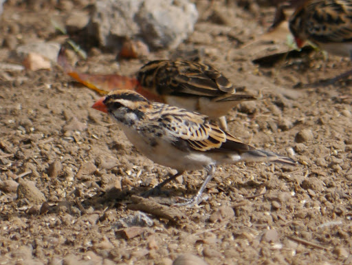 P1020943