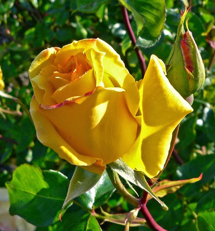 [Rosa%2520Golden%2520Scepter%255B2%255D.jpg]