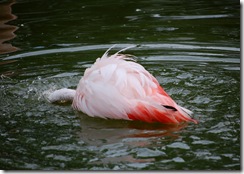 aviary35