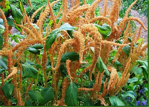 Amaranthus paniculatus hot-biscuits