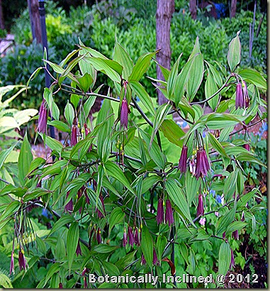 disporum_brachystemon