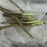 Propagation Propagation