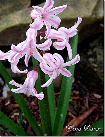 Hyacinth_Pink