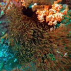 Invasion der kleinen Fische, Komodo