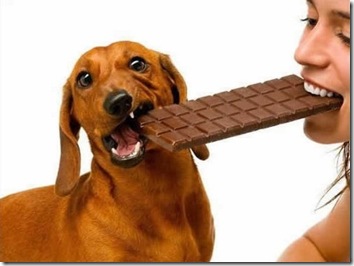 chocolate muito feliz chocolate muito feliz