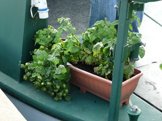 Cherry tomatoes